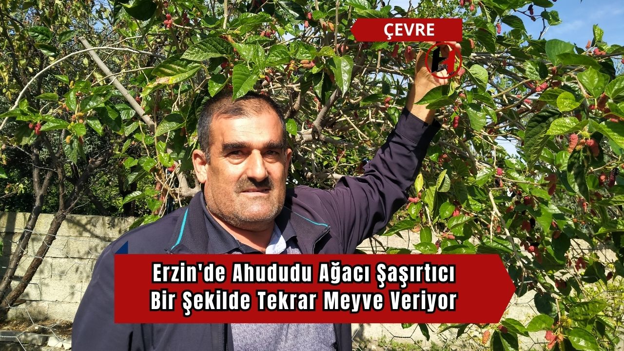 Erzin'de Ahududu Ağacı Şaşırtıcı Bir Şekilde Tekrar Meyve Veriyor