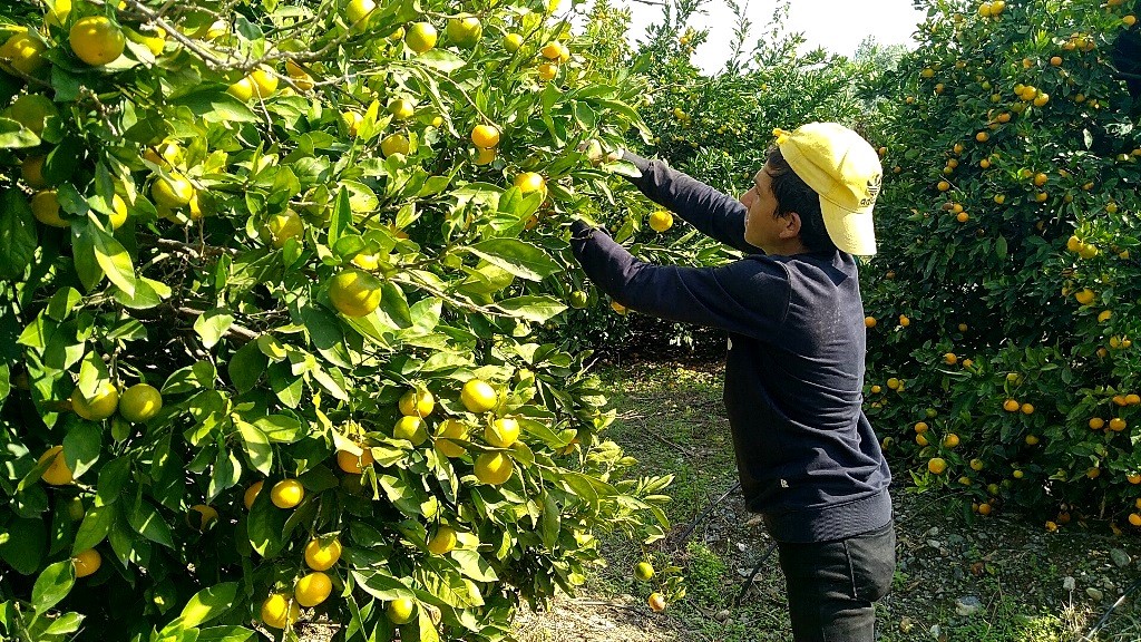  Erzin'de Türkiye'nin önde gelen narenciye üretim merkezlerinden biri olarak bilinen bölgede, üreticiler narenciyenin dalında kaldığını ve işçi bulmakta zorlandıklarını dile getiriyor.