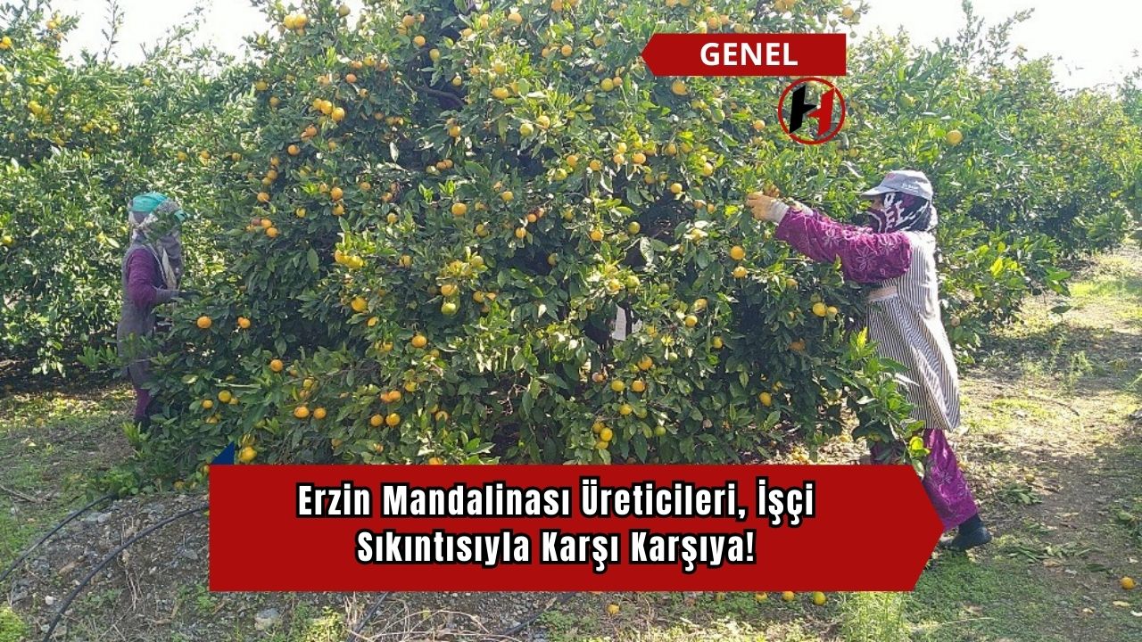 Erzin Mandalinası Üreticileri, İşçi Sıkıntısıyla Karşı Karşıya!