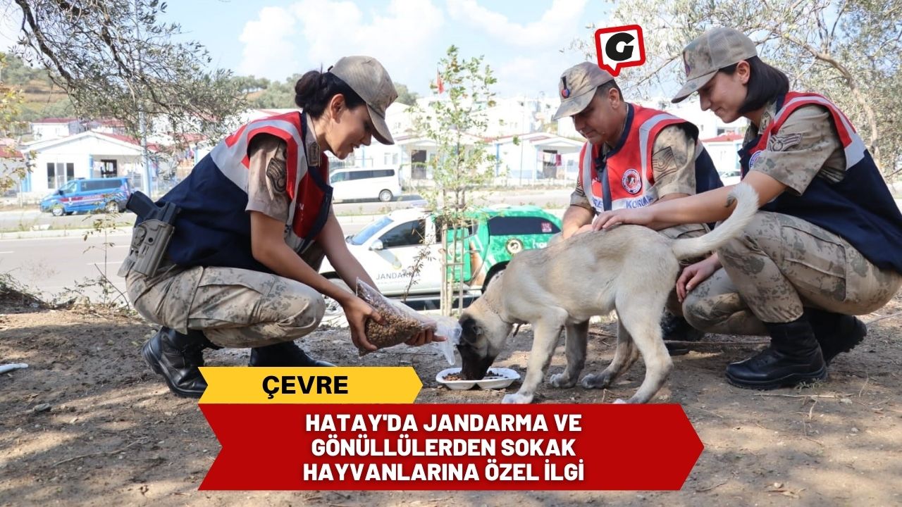 Hatay'da Jandarma ve Gönüllülerden Sokak Hayvanlarına Özel İlgi
