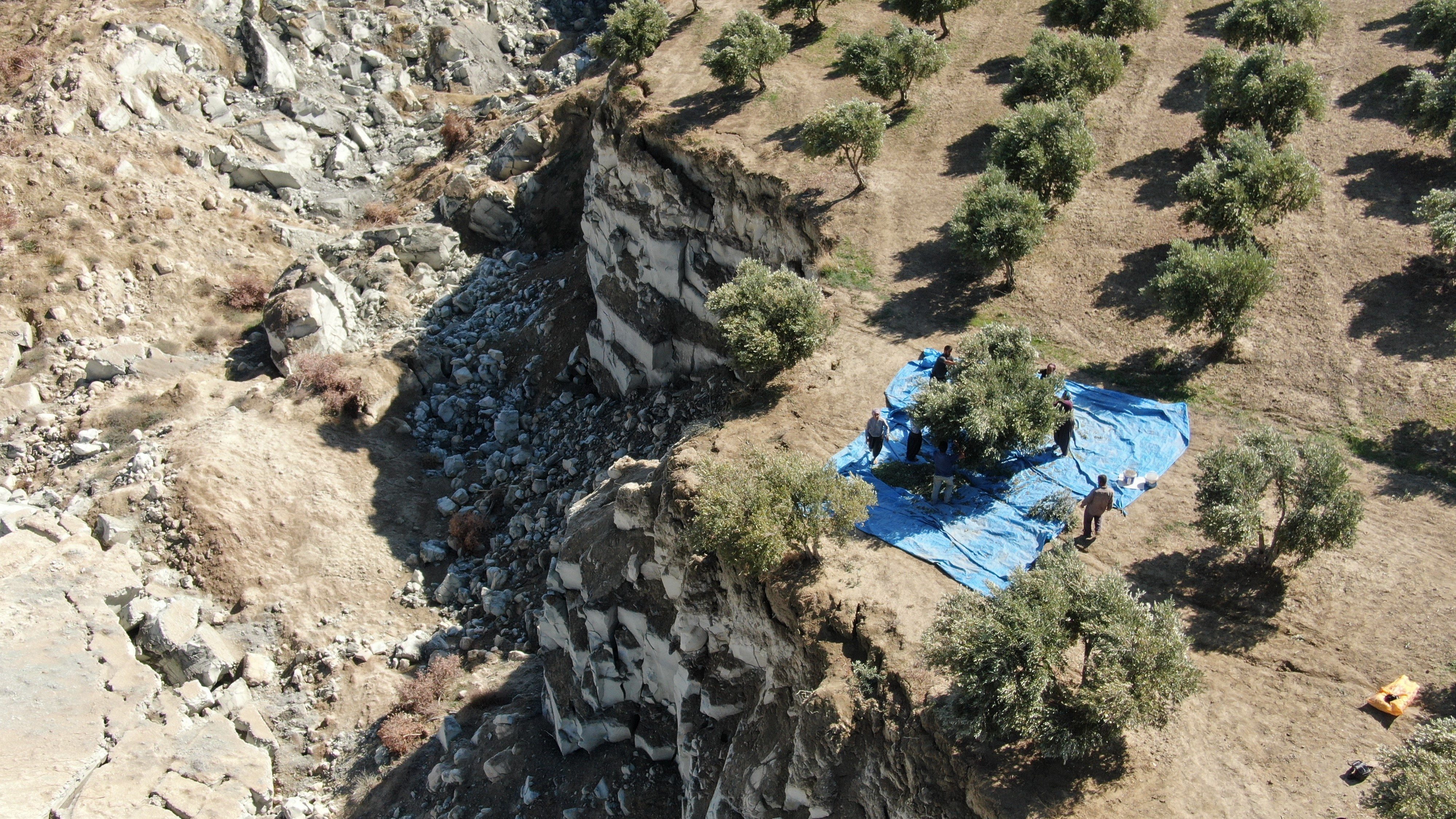 Depremin Ortadan İkiye Ayırdığı 33 Dönümlük Zeytin Bahçesinde Hasat Başladı: Depremzedeler Korkuyla Çalışıyor