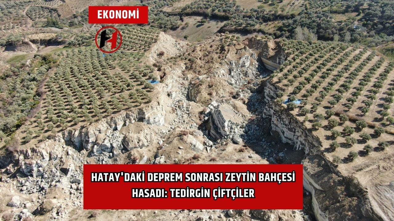 Hatay'daki Deprem Sonrası Zeytin Bahçesi Hasadı: Tedirgin Çiftçiler