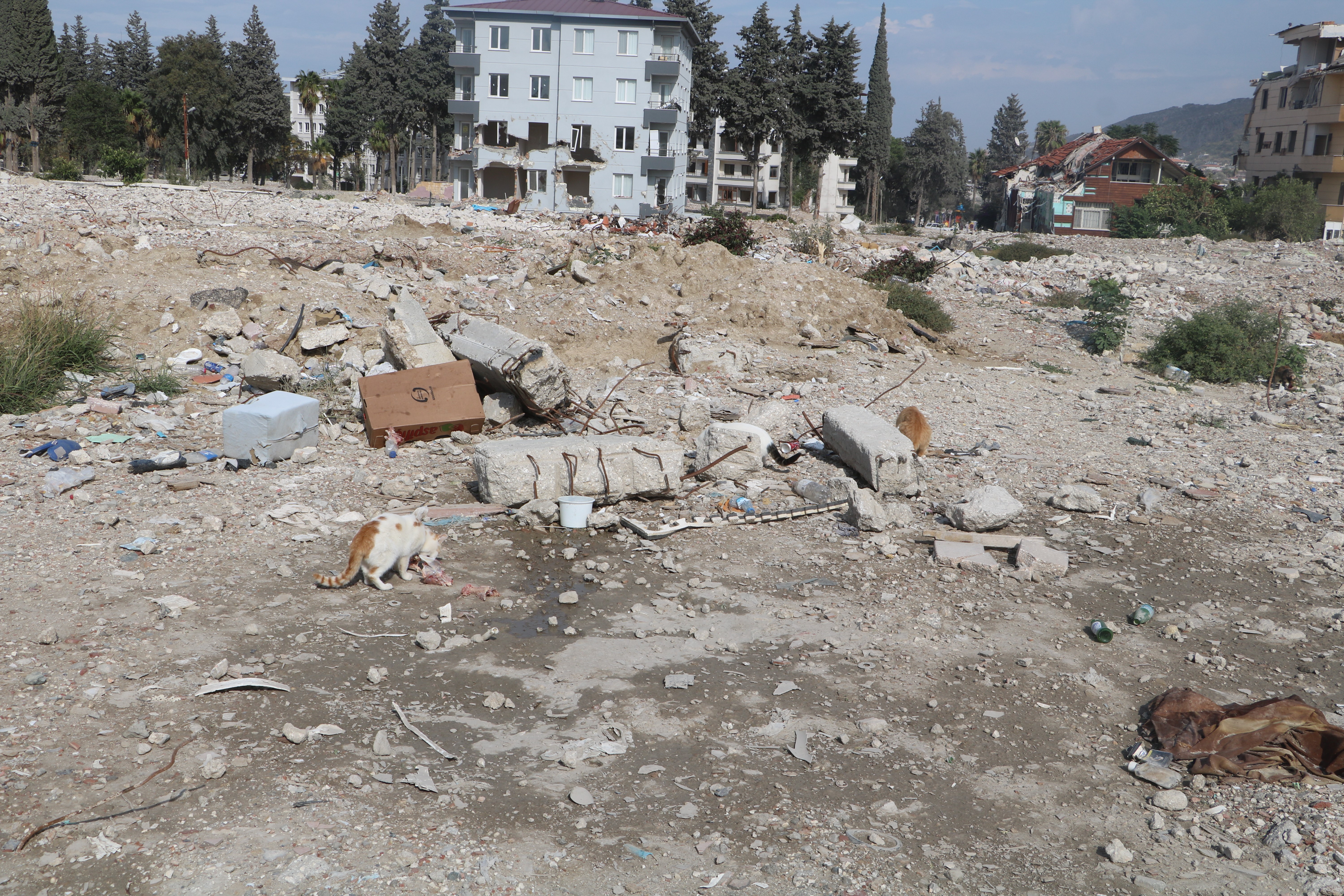 Kahramanmaraş merkezli depremin vurduğu Hatay'da yaşayan sağlık çalışanı Özlem Gönültaş, depremin etkileriyle hayalet şehre dönen kent merkezindeki sokak hayvanlarına yardım eli uzatıyor.