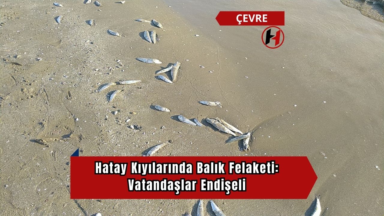 Hatay Kıyılarında Balık Felaketi: Vatandaşlar Endişeli