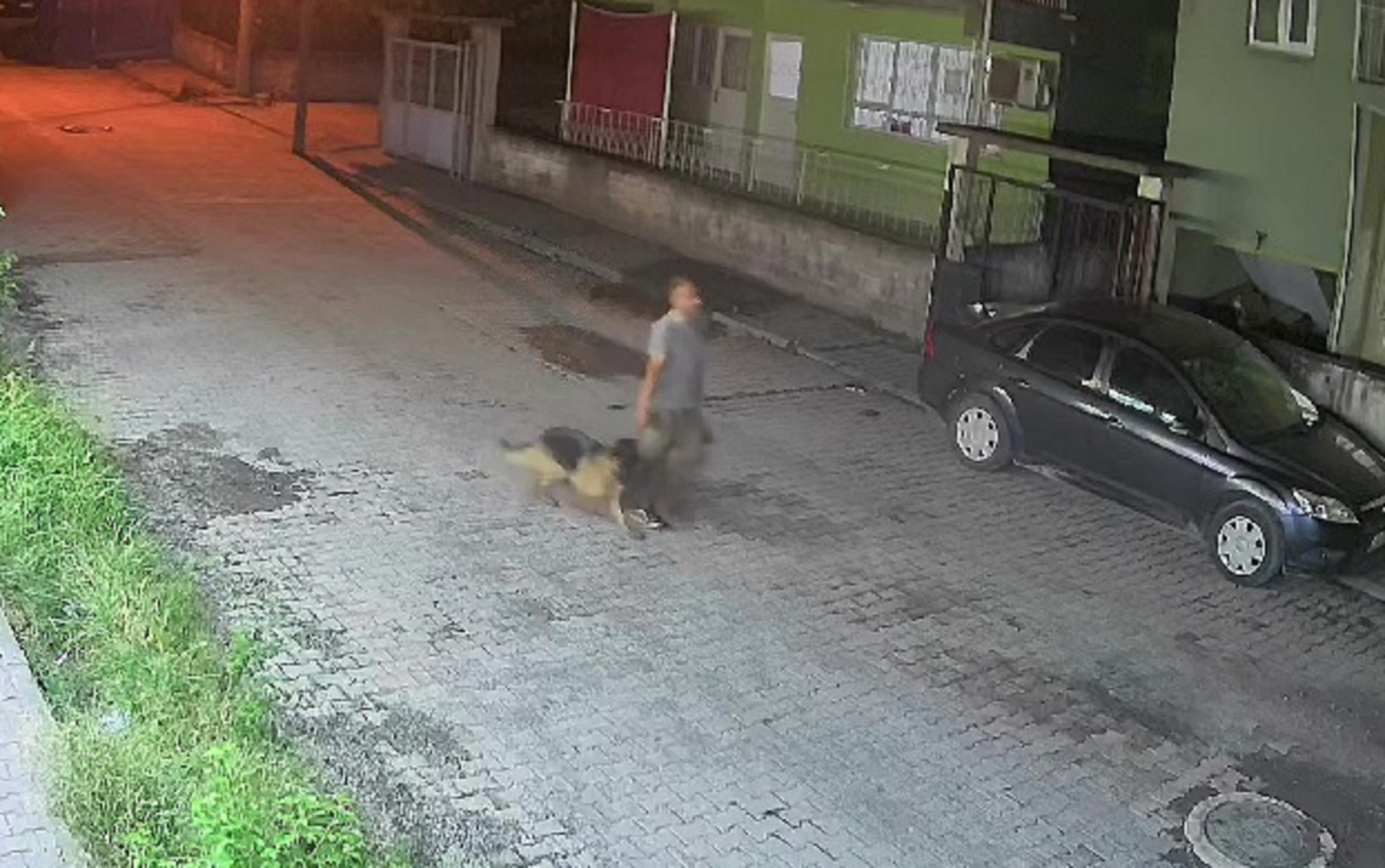 Hatay'ın Payas ilçesinde gerçekleşen olayda, bir kurt cinsi köpek çalınmasıyla ilgili bir şahıs, güvenlik kamerası tarafından kaydedilerek yakalandı ve polis ekipleri tarafından gözaltına alındı.