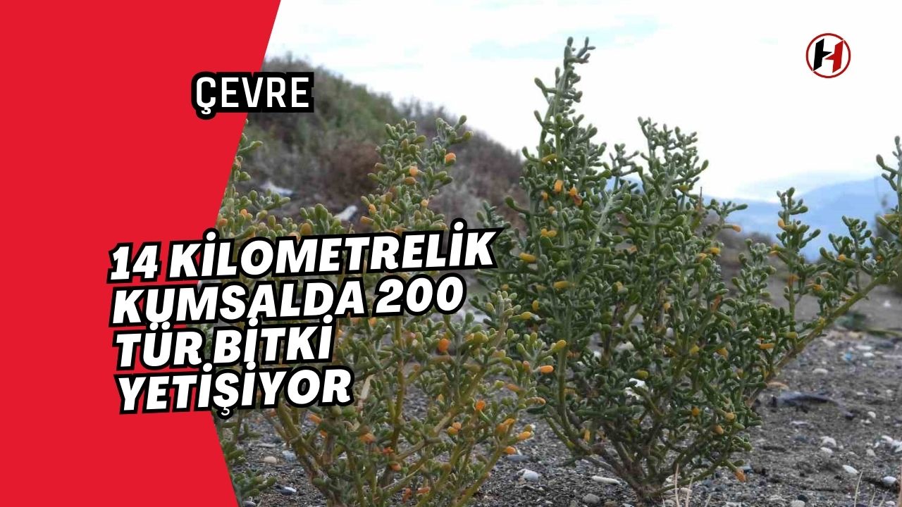 14 kilometrelik kumsalda 200 tür bitki yetişiyor