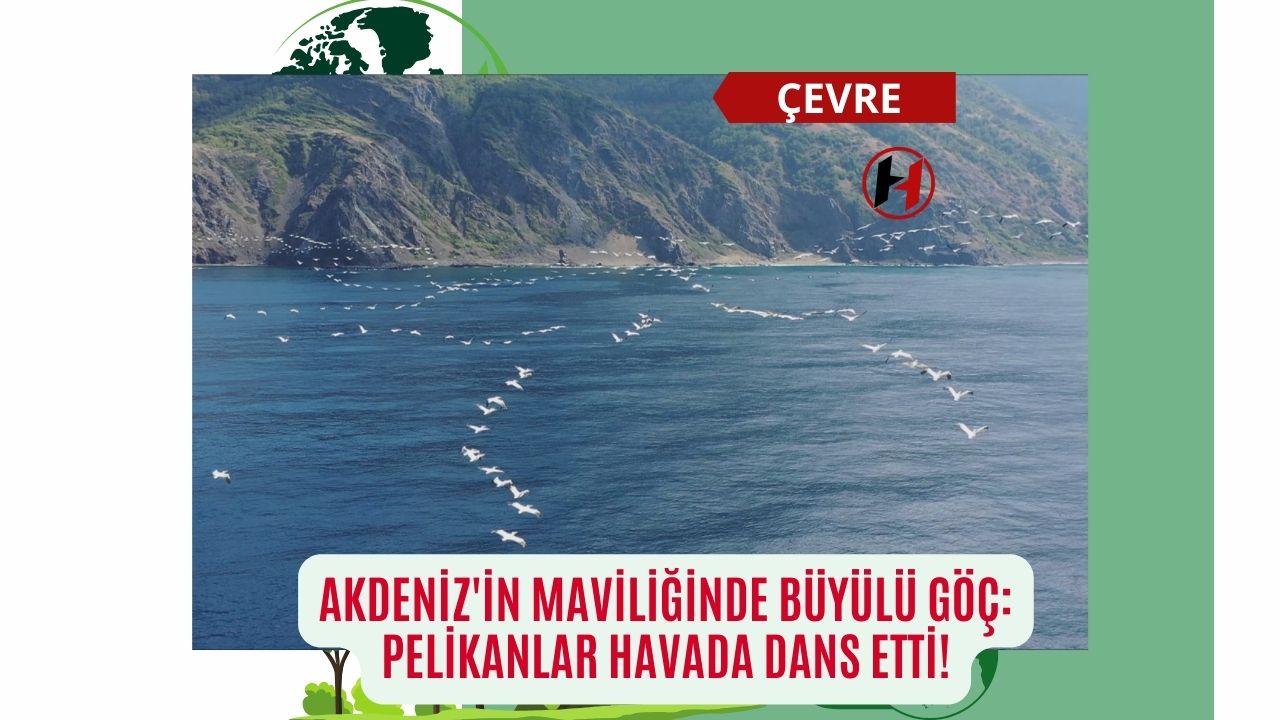 Akdeniz'in Maviliğinde Büyülü Göç: Pelikanlar Havada Dans Etti!