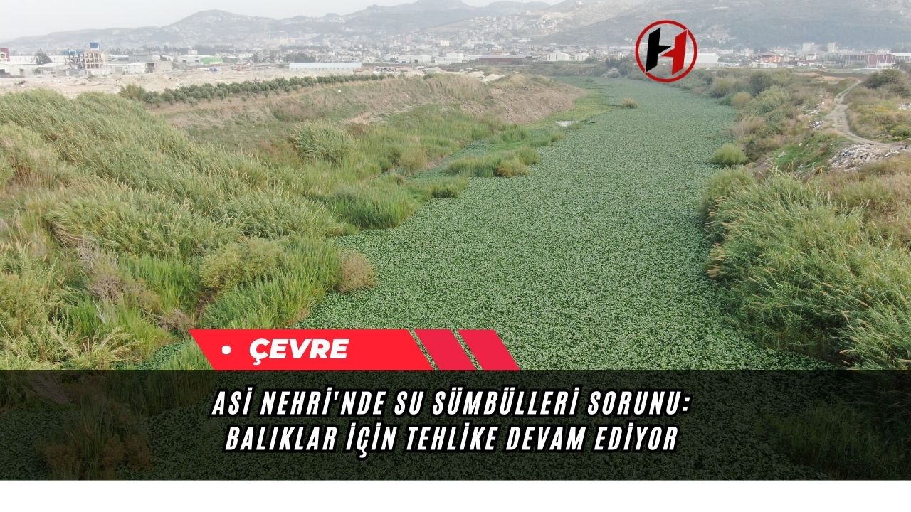 Asi Nehri'nde Su Sümbülleri Sorunu: Balıklar İçin Tehlike Devam Ediyor
