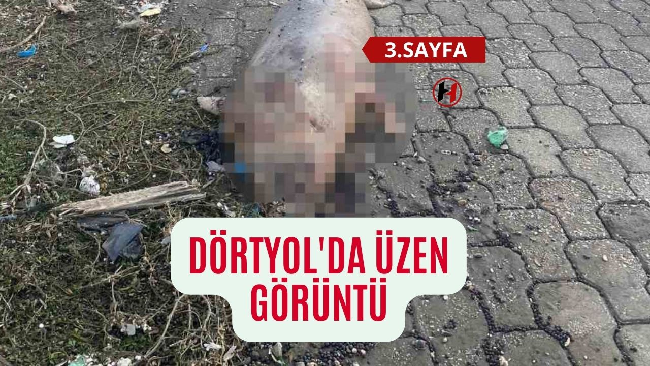 Dörtyol'da üzen görüntü