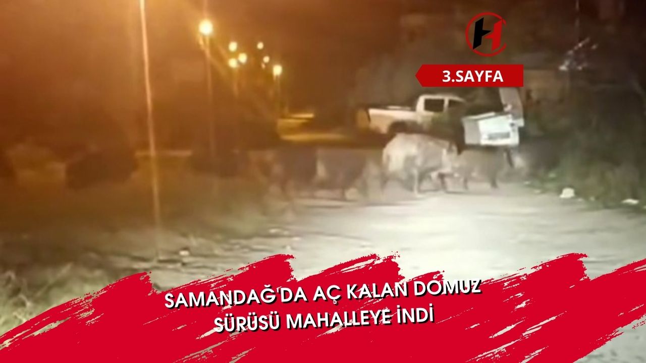 Samandağ'da aç kalan domuz sürüsü mahalleye indi