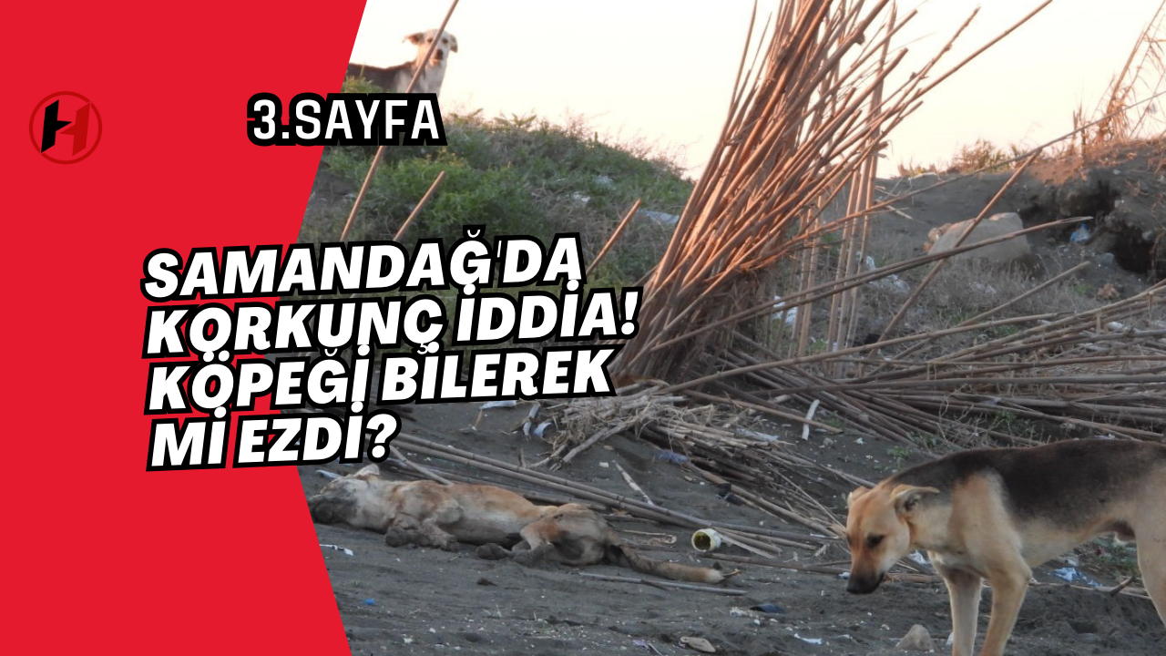Samandağ'da korkunç iddia! Köpeği bilerek mi ezdi?