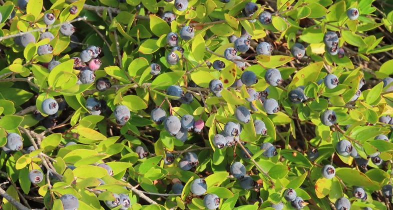 Hambeles, yüksek miktarda antioksidan madde barındırır. Bu sayede, kanser, kalp hastalığı, Alzheimer ve Parkinson gibi kronik hastalıkların önlenmesinde yardımcı olabilir.