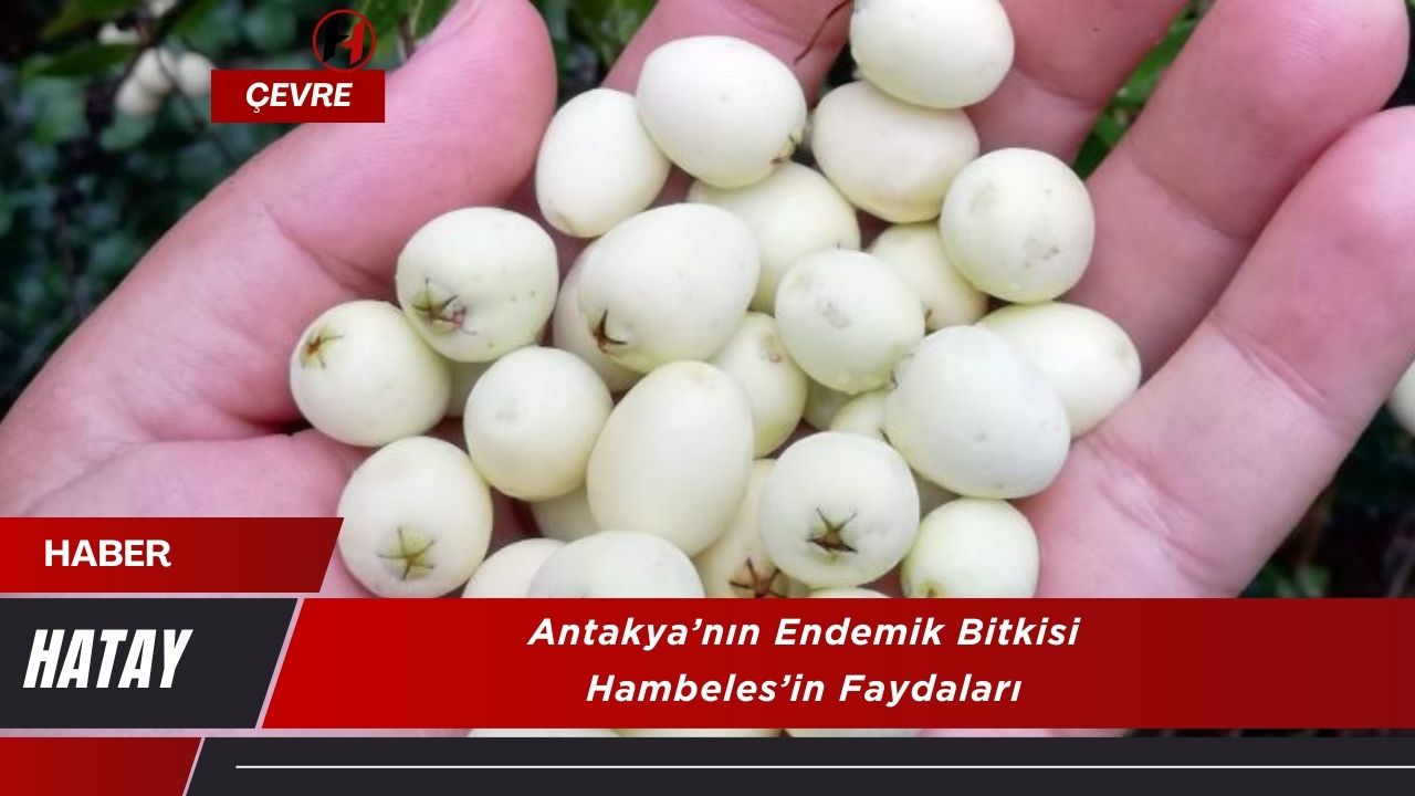 Antakya’nın Endemik Bitkisi Hambeles’in Faydaları