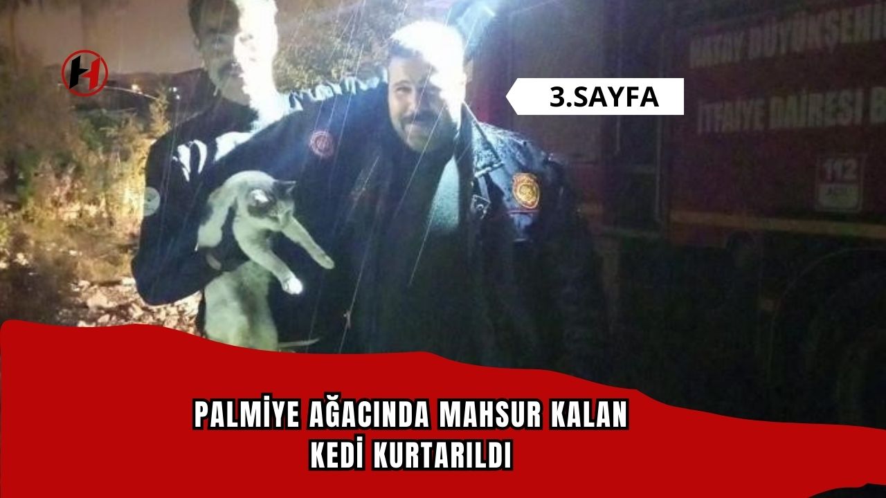 Palmiye ağacında mahsur kalan kedi kurtarıldı