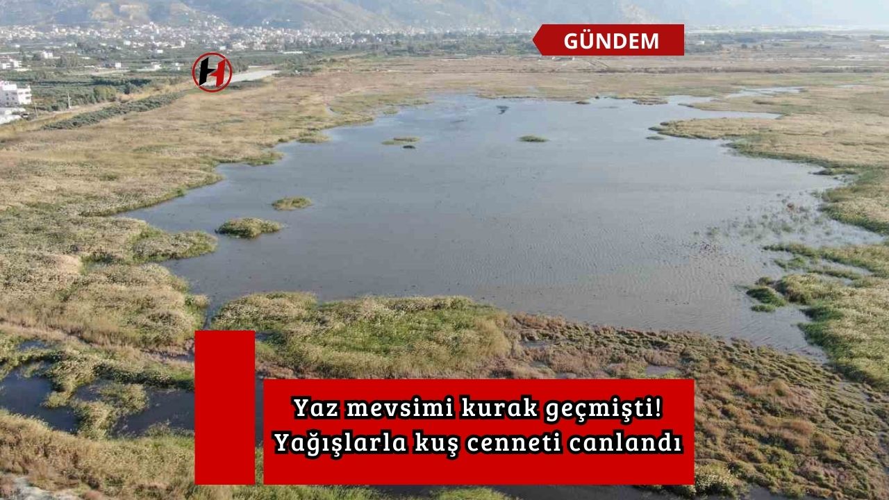 Yaz mevsimi kurak geçmişti! Yağışlarla kuş cenneti canlandı