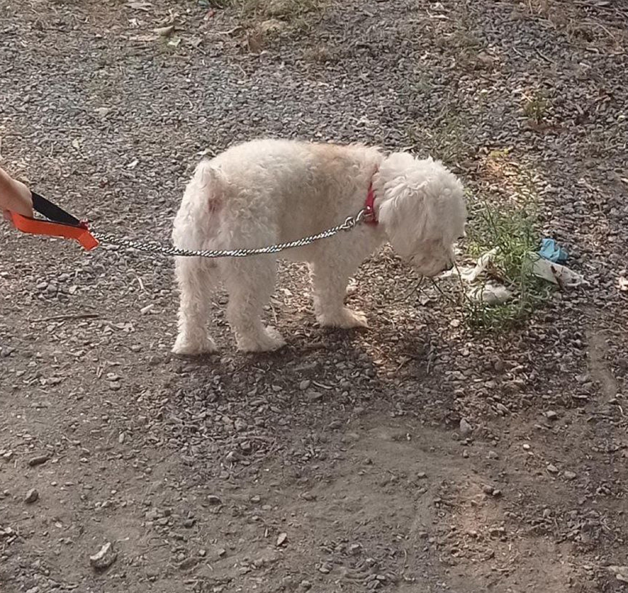 "Çıtır" için göz yaşlarına boğulmuştu, acemi hırsızların çaldığı köpeği jandarma geri getirdi.