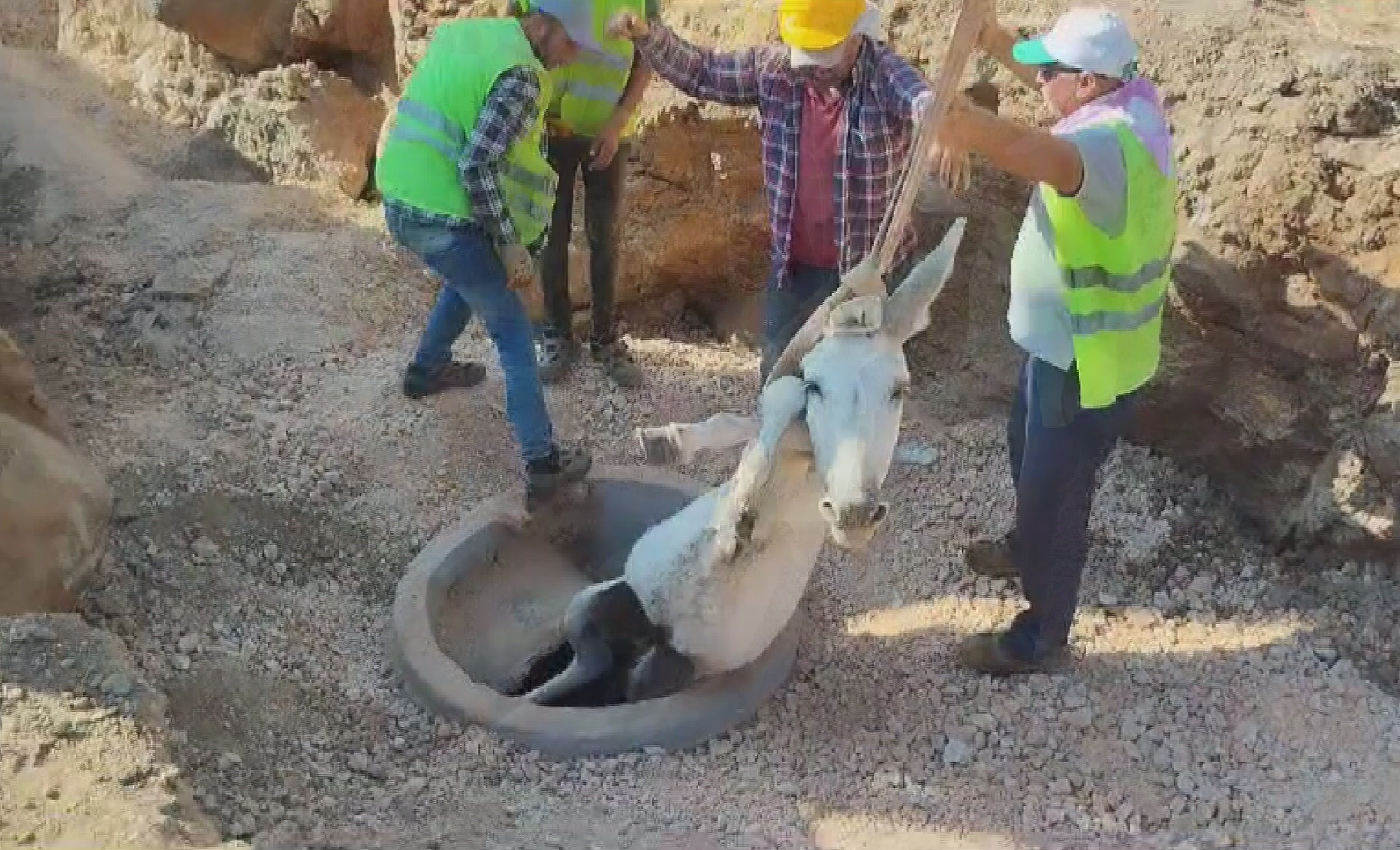 Hatay’da kuyuya düşen eşek, ekiplerin iş makinasıyla yürüttüğü çalışmayla kurtarıldı.