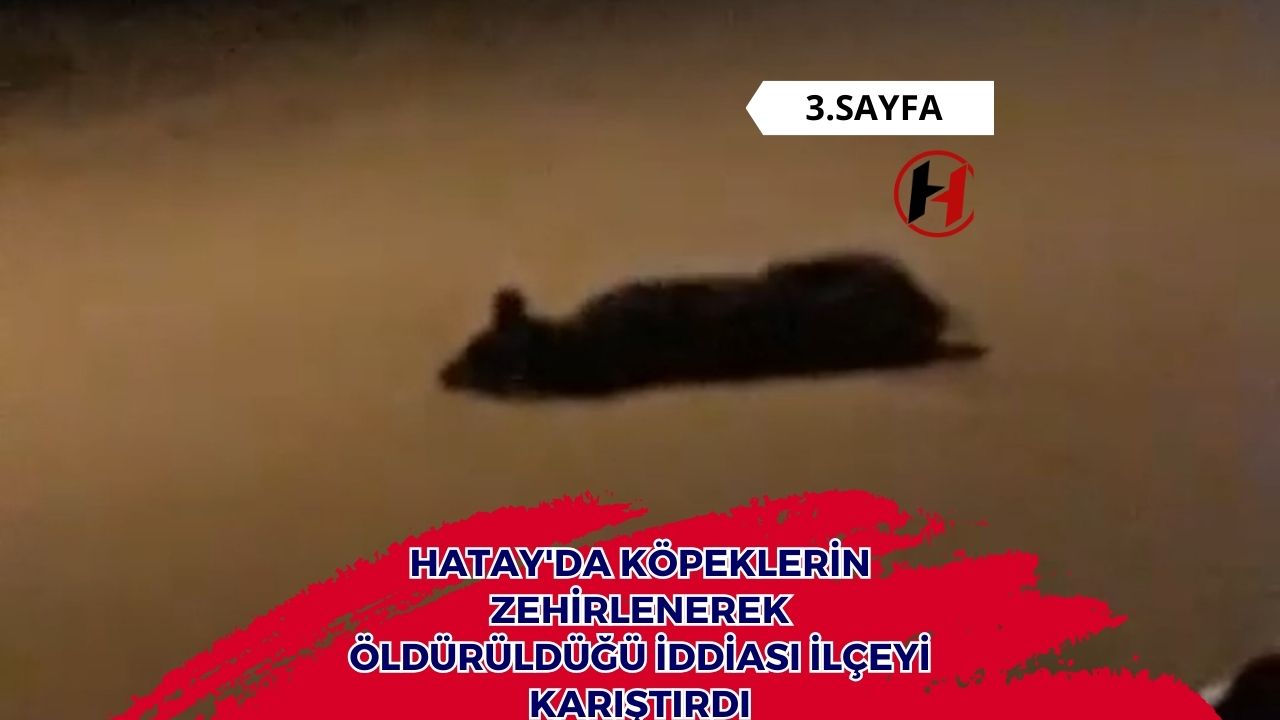 Hatay'da Köpeklerin Zehirlenerek Öldürüldüğü İddiası İlçeyi Karıştırdı