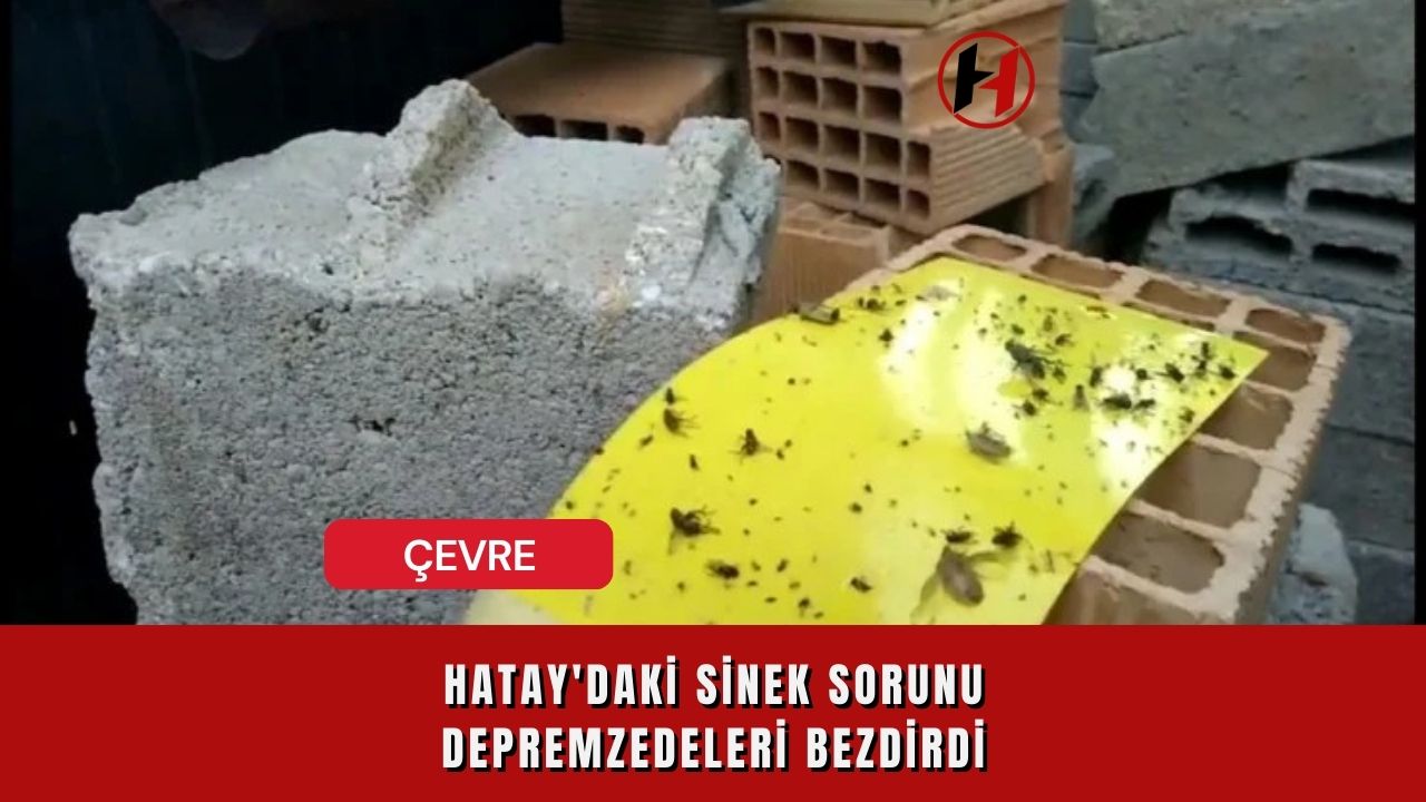 Hatay'daki Sinek Sorunu Depremzedeleri Bezdirdi
