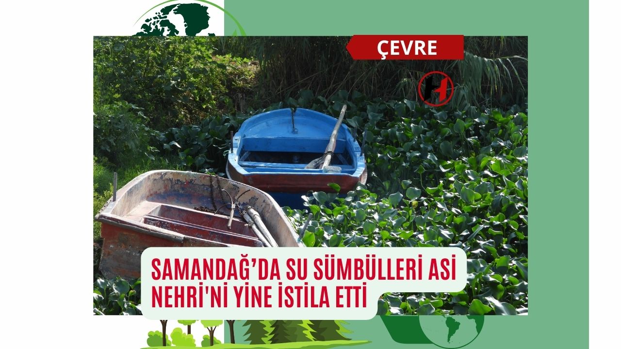 Samandağ’da su sümbülleri Asi Nehri'ni yine istila etti