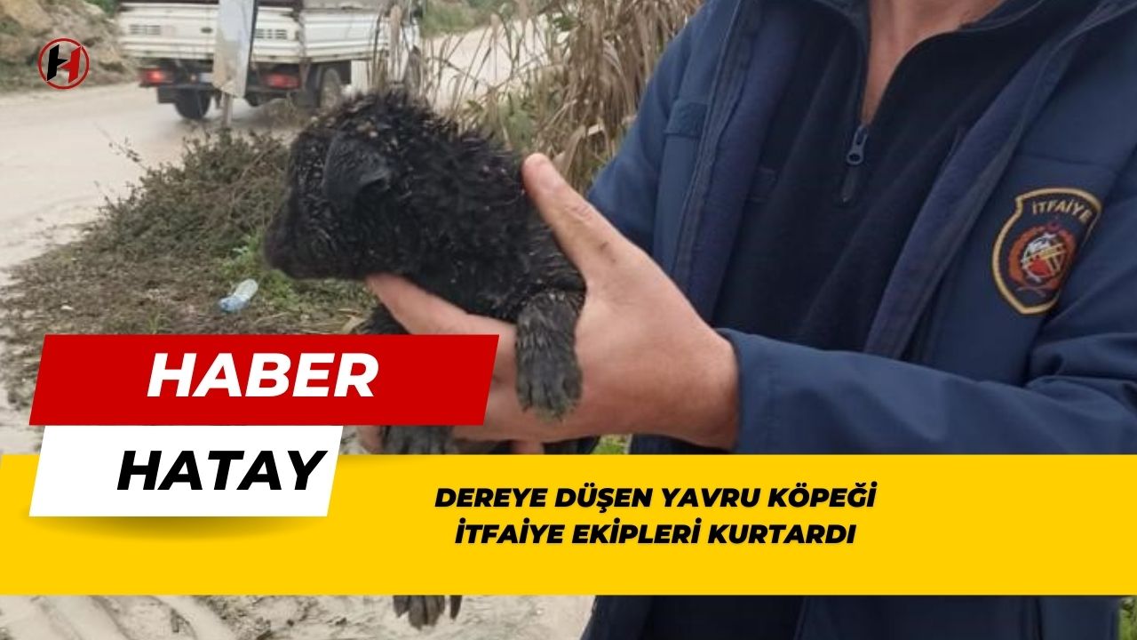 Dereye düşen yavru köpeği itfaiye ekipleri kurtardı