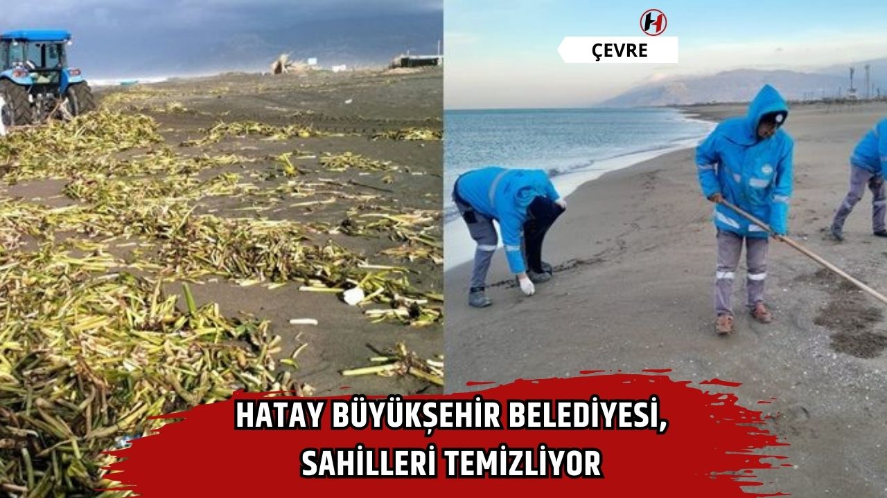 Hatay Büyükşehir Belediyesi, sahilleri temizliyor
