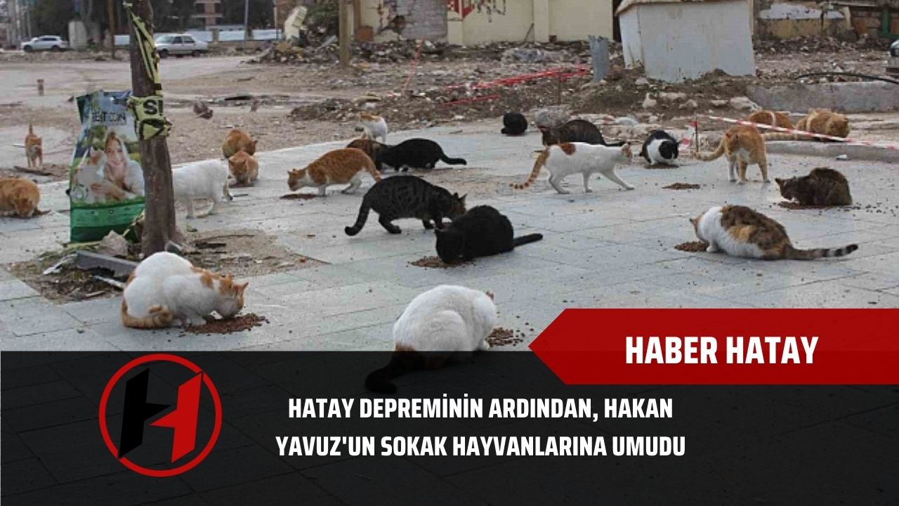 Hatay Depreminin Ardından, Hakan Yavuz'un Sokak Hayvanlarına Umudu