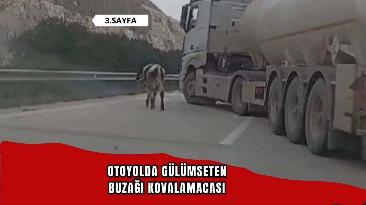 Otoyolda gülümseten buzağı kovalamacası