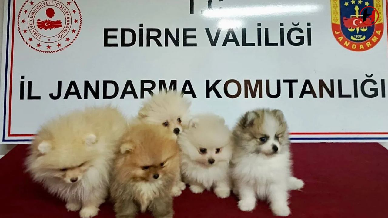 Bulgaristan'dan Getirilen 5 Köpek Ele Geçirildi