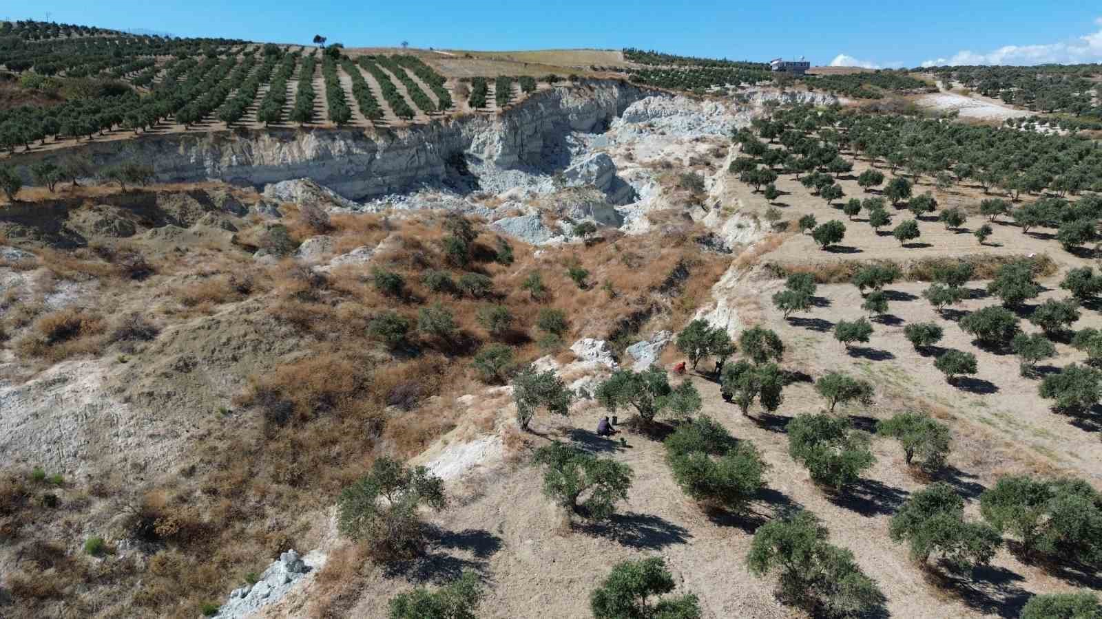 Deprem ikiye ayırmıştı! Zeytin hasadı başladı