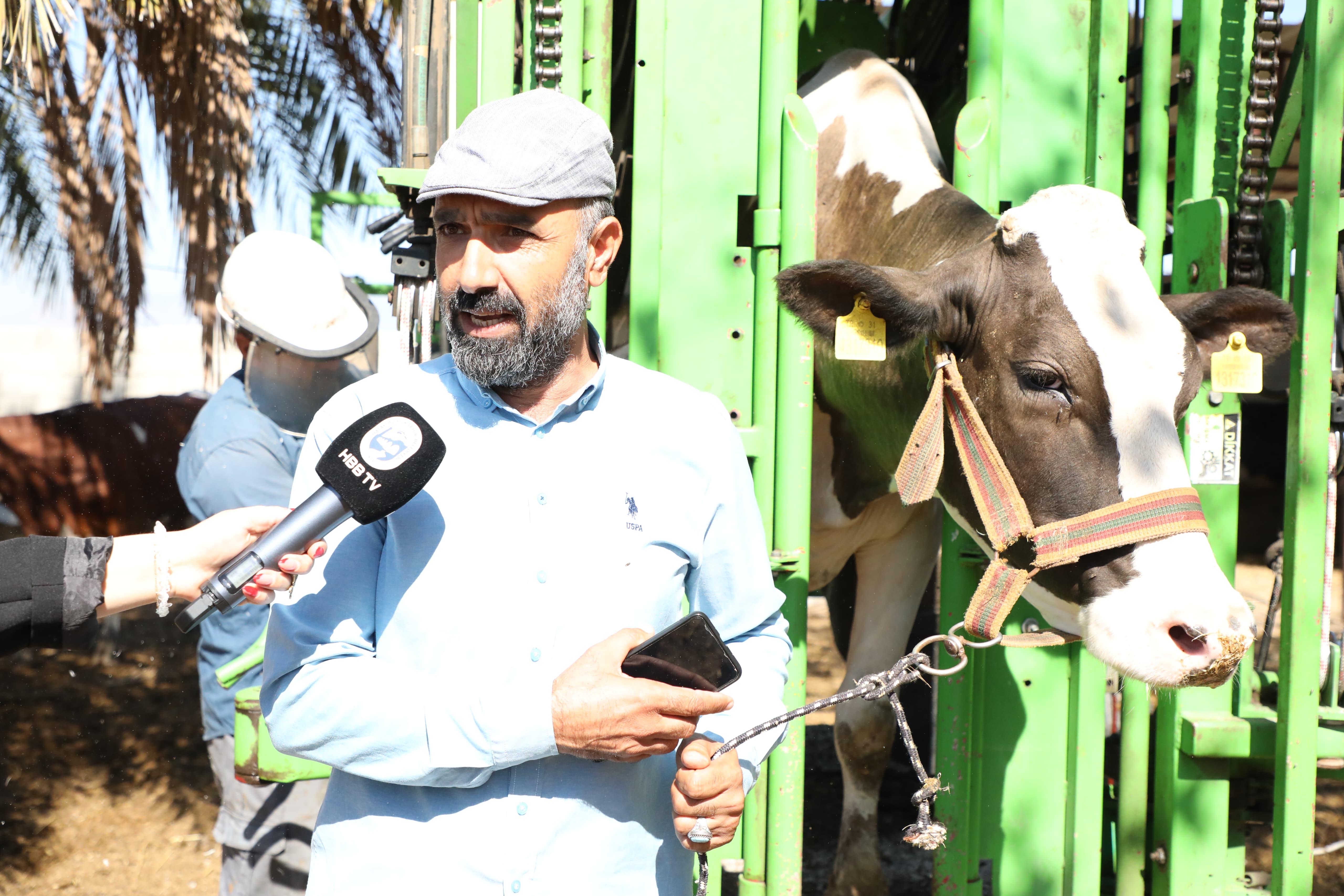 Hatay Büyükşehir Belediyesi, hayvancılığın gelişmesine katkı sağlamak amacıyla 15 ilçede büyükbaş hayvanlara ücretsiz tırnak bakımı hizmeti sunuyor.