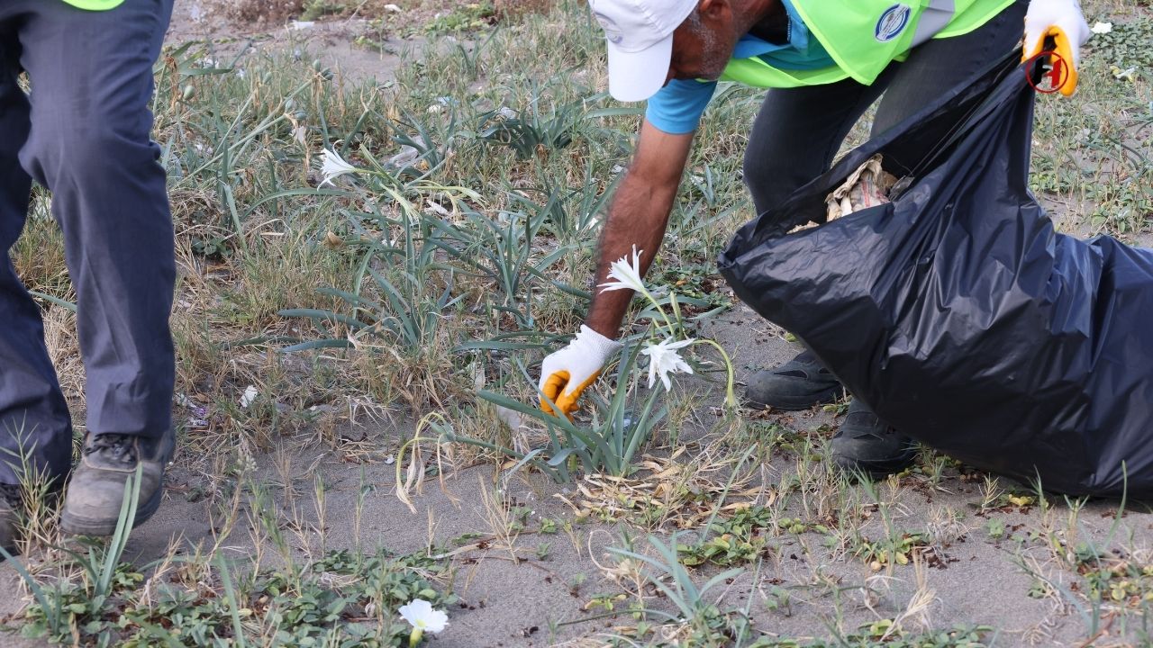 Hatay Büyükşehir Belediyesi, Samandağ'daki Kum Zambakları için Temizlik Çalışması Yürüttü