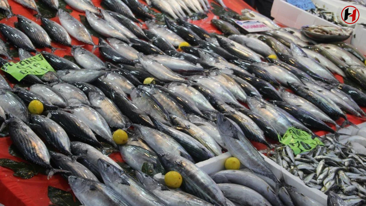 Karadeniz'den Müjde: Palamut Bolluğu ve Fiyatlardaki Sürpriz Düşüş