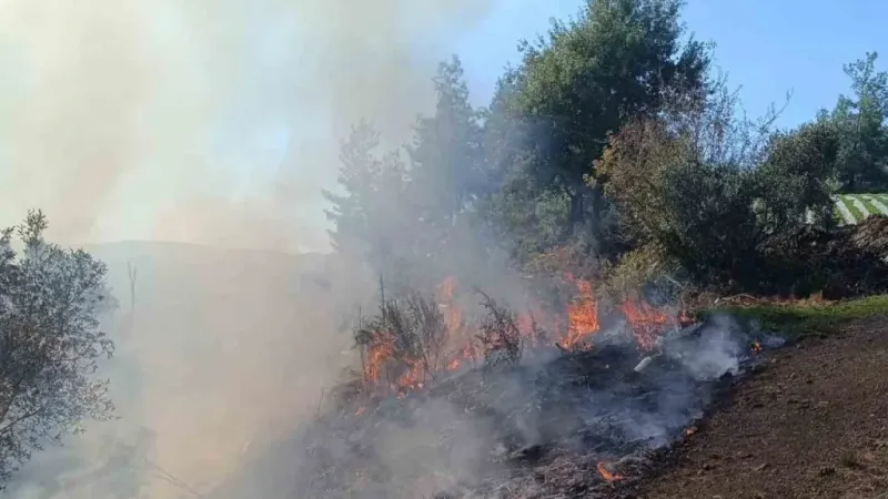 Yayladağı’nda zeytinlik yangını