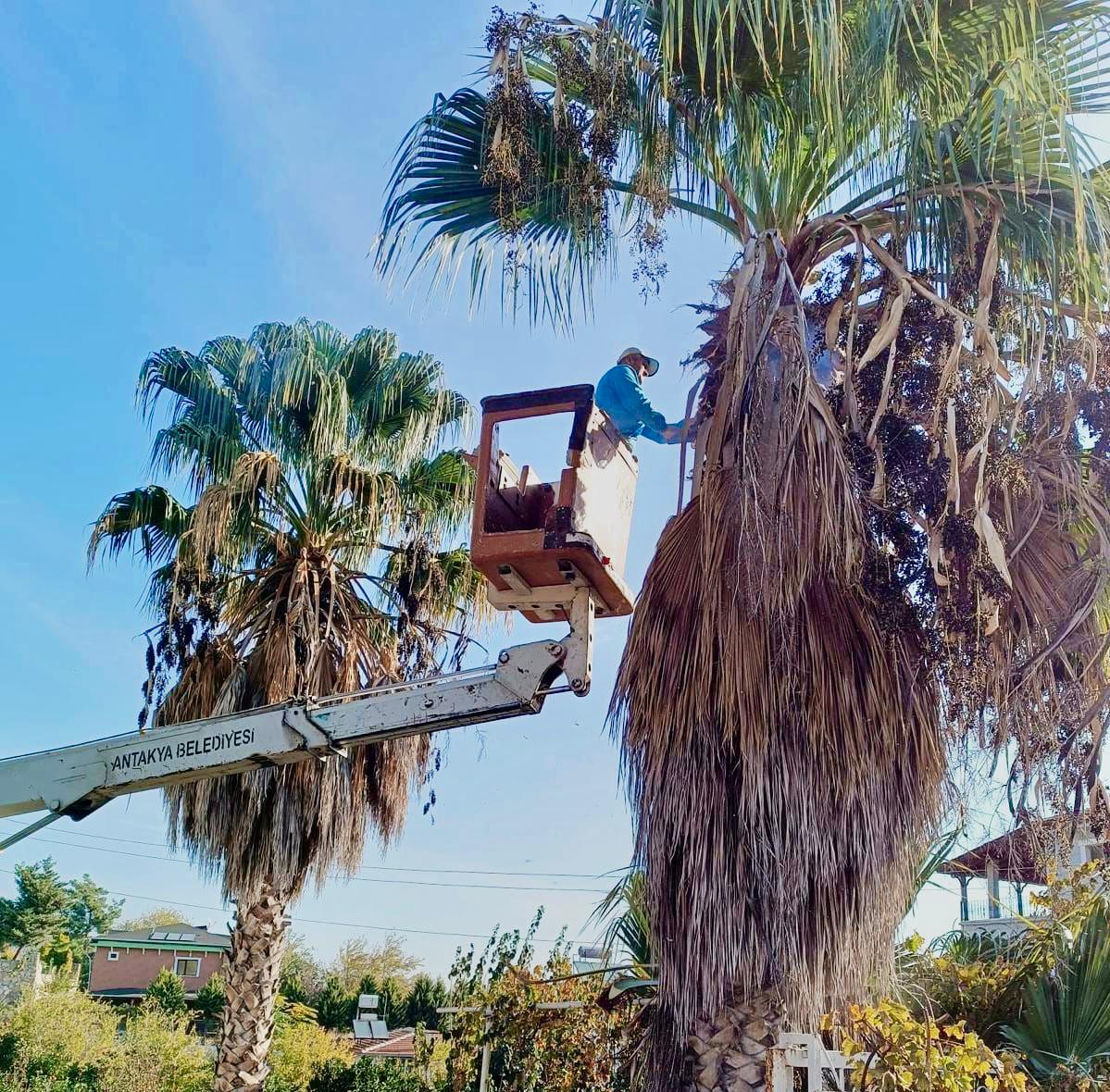 Antakya Belediyesi, kışa hazırlık için 95 mahallede park ve bahçelerde çim biçme, ağaç budama, temizlik ve onarım çalışmaları yapıyor. Çocuk oyun alanları da yenileniyor.