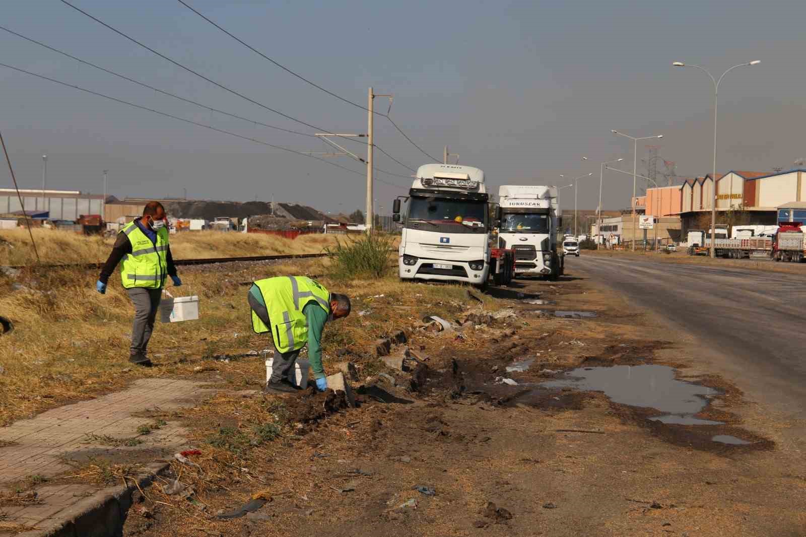 İskenderun'da tahıl dökümüyle artan fare istilasına Hatay Büyükşehir Belediyesi ilaçlama ekipleri hızla müdahale etti. Bölgedeki fare sorununa yönelik kapsamlı çalışmalar başlatıldı.