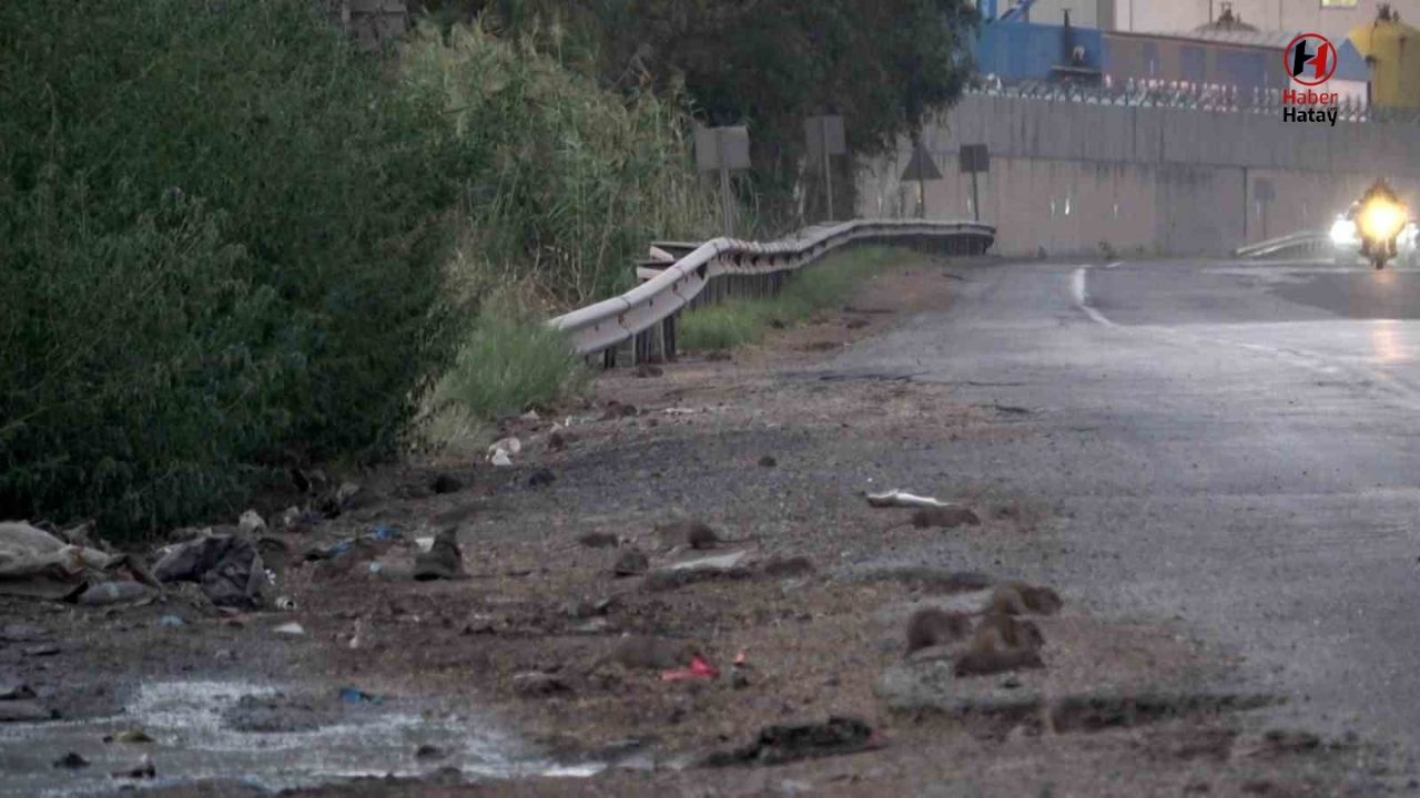 Hatay’da Fare İstilası: Büyükşehir Belediyesi Ekipleri İlaçlama Başlattı