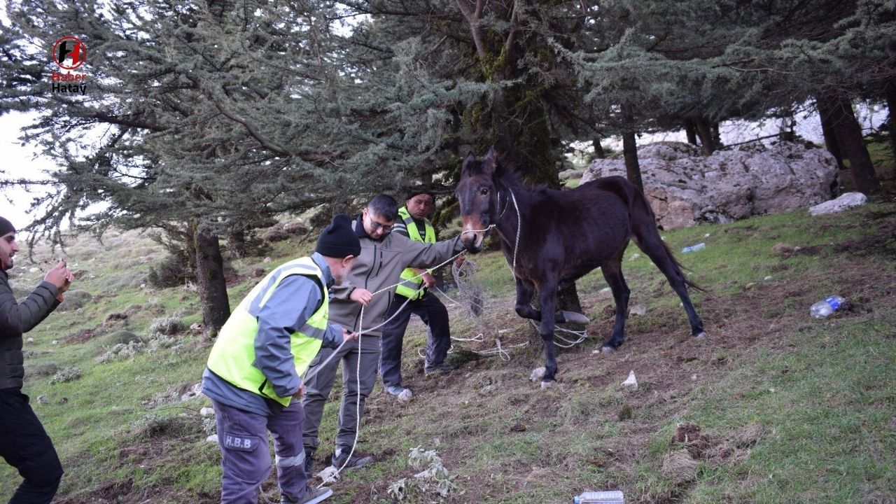 HBB, Başkan Öntürk’ün çağrısıyla yaralı katıra ulaştı