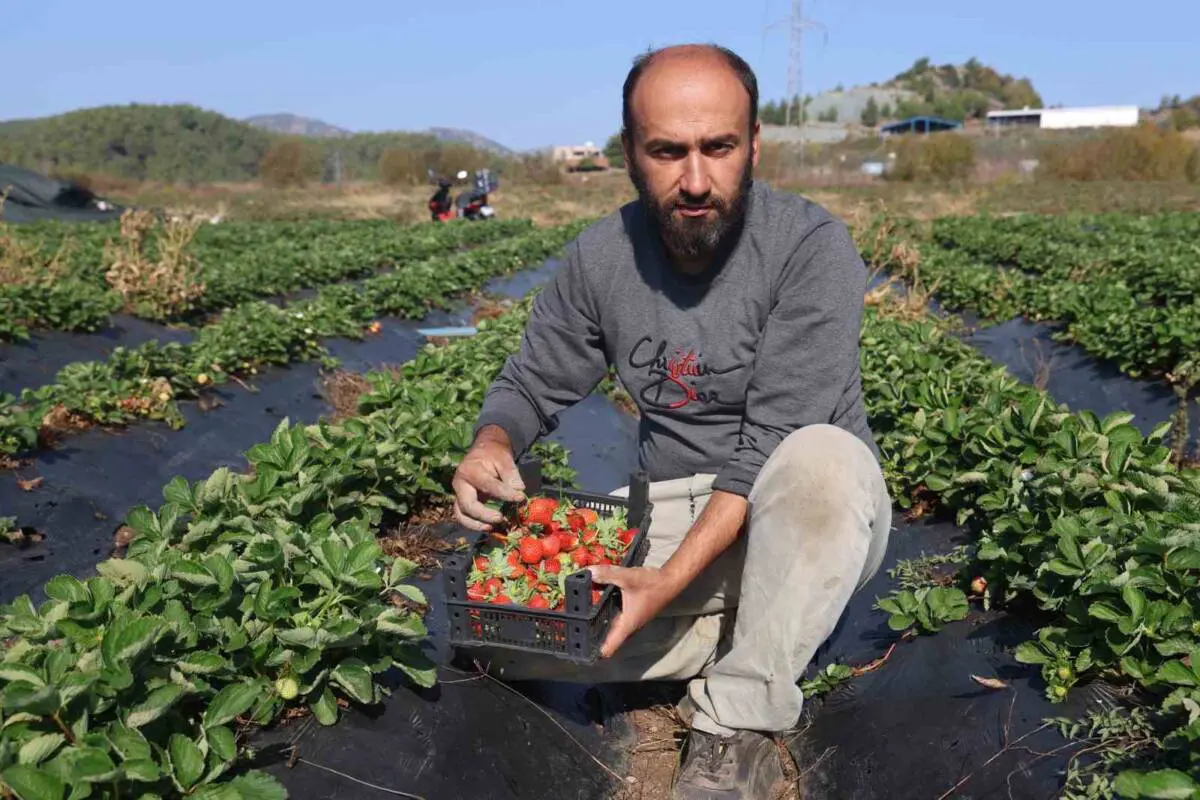 Hatay'ın Yayladağı ilçesi, bu yıl çilek üretimiyle önemli bir başarıya imza atarak, fiyatların 120 TL'ye çıkmasıyla ekonomiye katkı sağlıyor. Çiftçiler, zorlu süreçlere rağmen üretime devam ediyor.