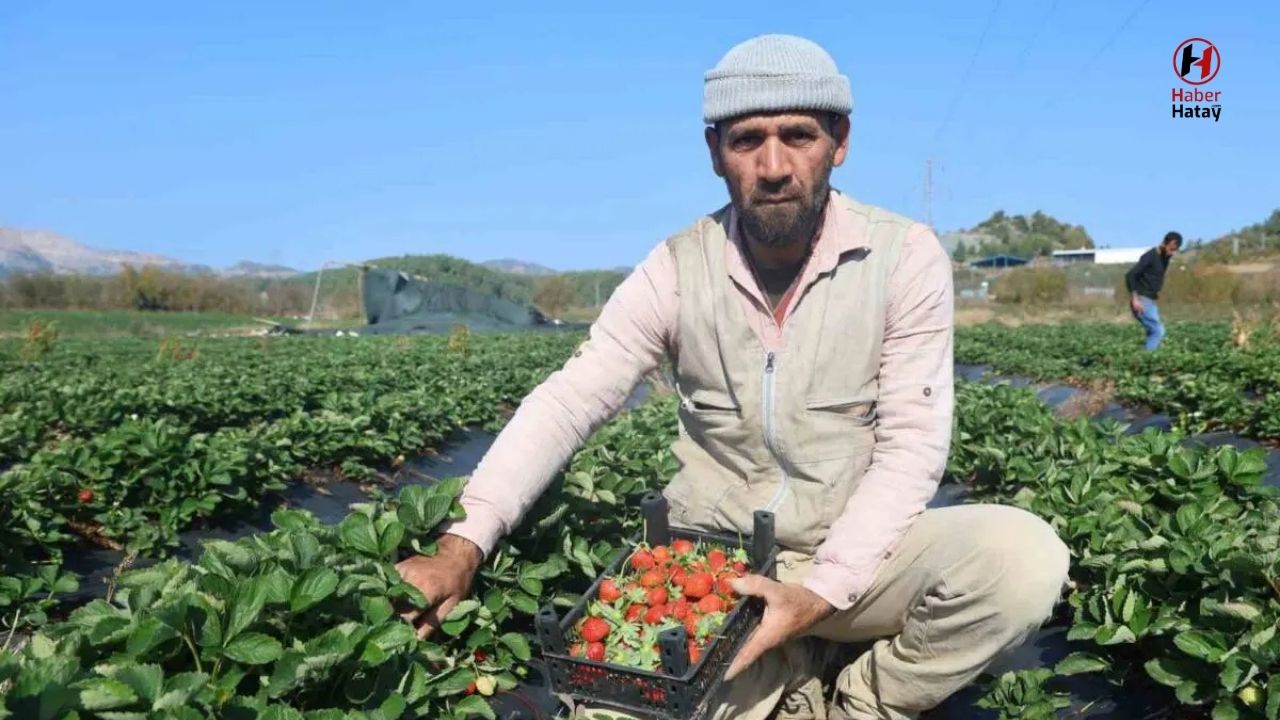 Yayladağı Çileği, Deprem Sonrası Ekonomiye Katkı Sağlıyor