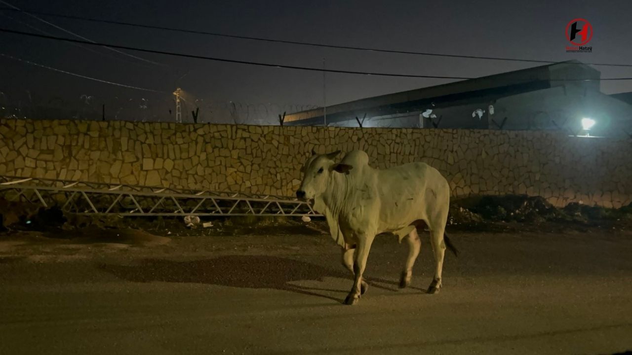 Firari Angus İskenderun Caddelerinde Şehir Turu Attı