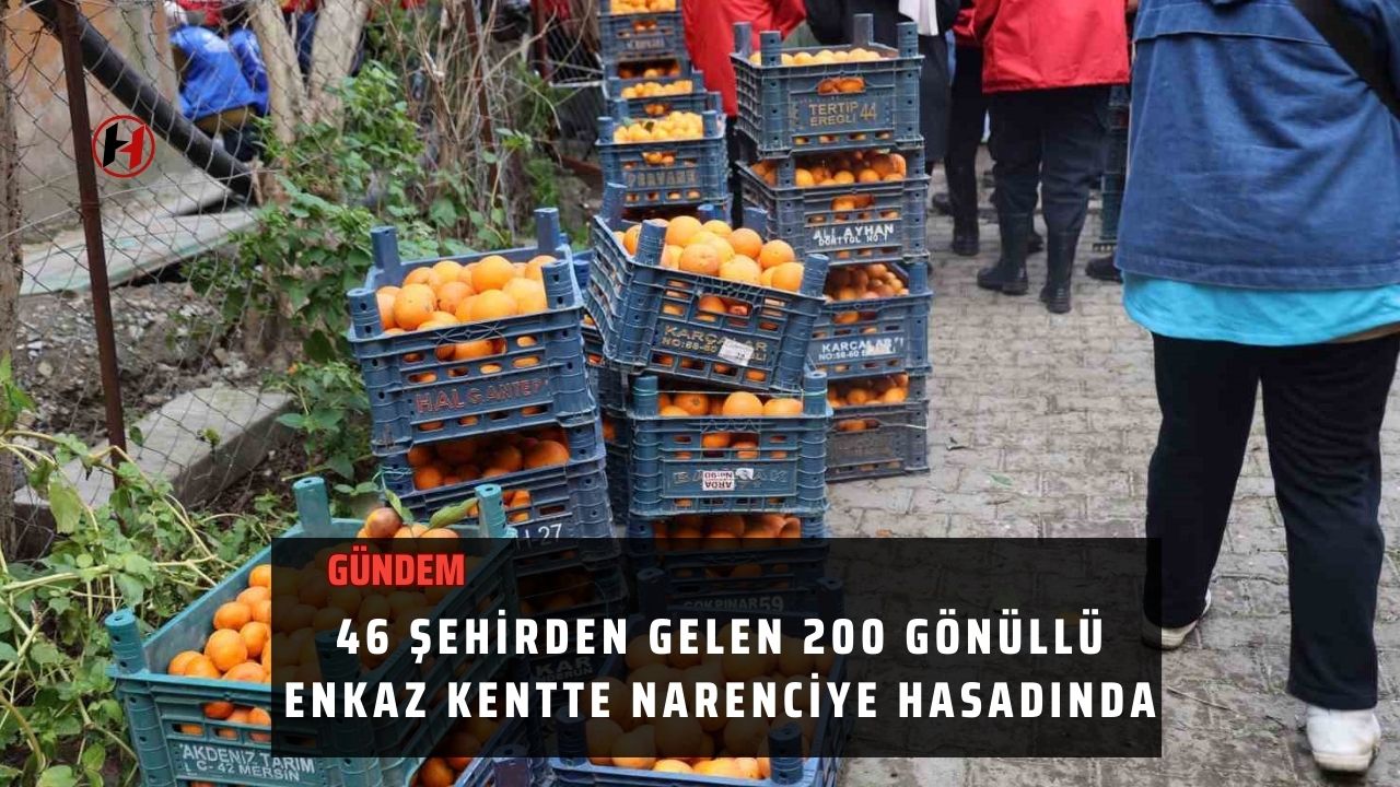 46 şehirden gelen 200 gönüllü enkaz kentte narenciye hasadında
