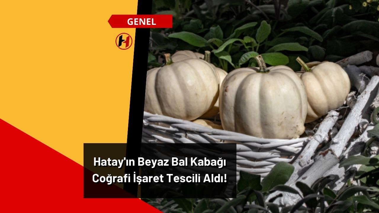 Hatay'ın Beyaz Bal Kabağı Coğrafi İşaret Tescili Aldı!