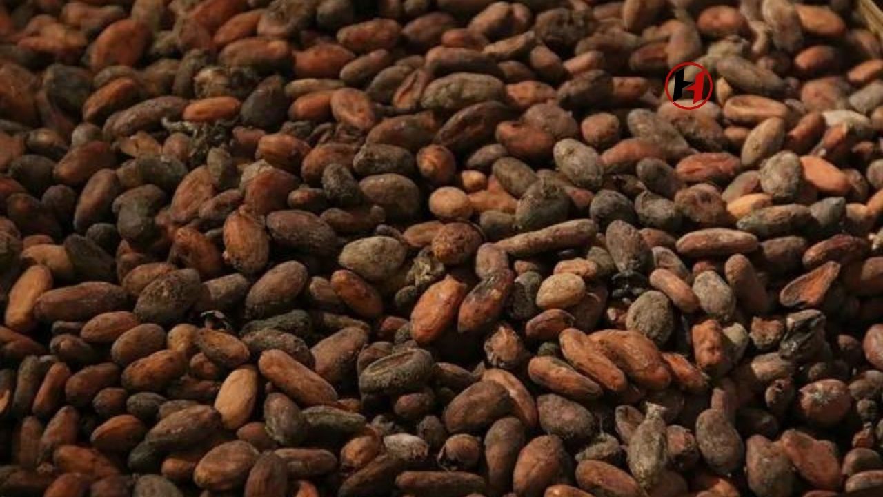 Kakao Fiyatları Tarihi Zirvede! Londra'da Yüzde 144 Artış