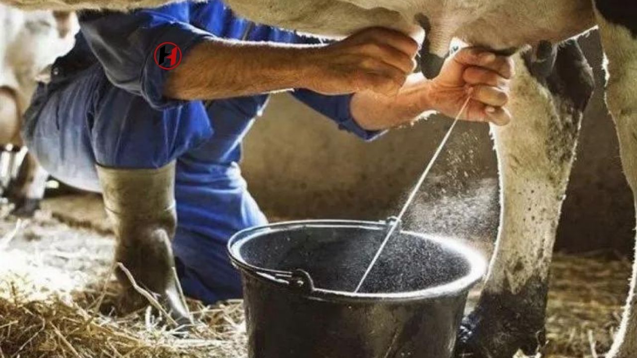 Süt Üretiminde Rekor Artış! Ocak Ayında %4,7 Artışla 915 Bin Tonu Aştı
