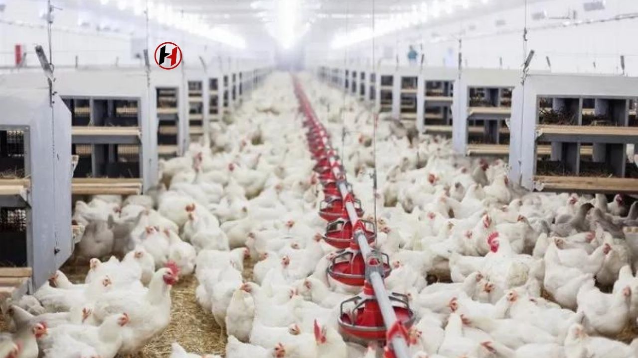 Tavuk Eti ve Yumurta Üretiminde Artış! Ocak Ayında En Fazla Hindi Eti Üretildi