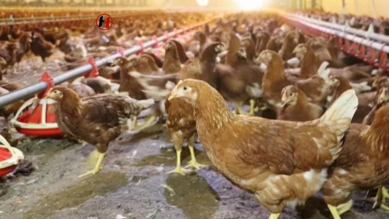 Tavuk Eti Üretiminde Düşüş, Yumurta Üretiminde Artış!
