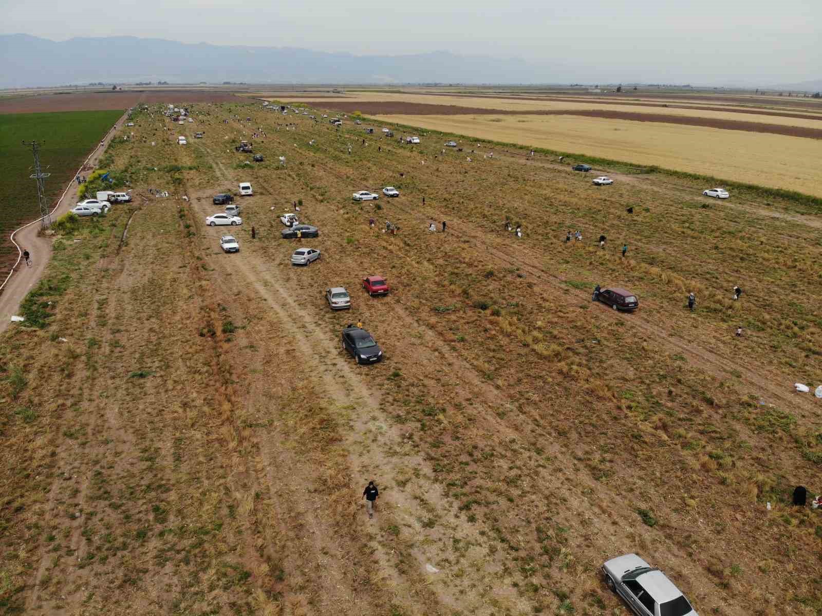 80 dönüm soğanı hayrına dağıttı