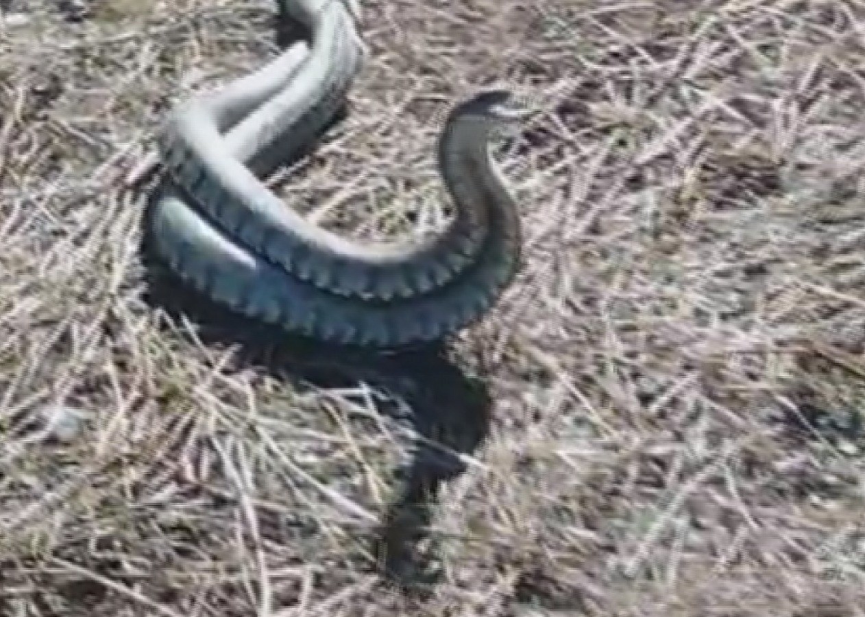 Türkiye’nin en zehirli yılanı Hatay'da görüldü