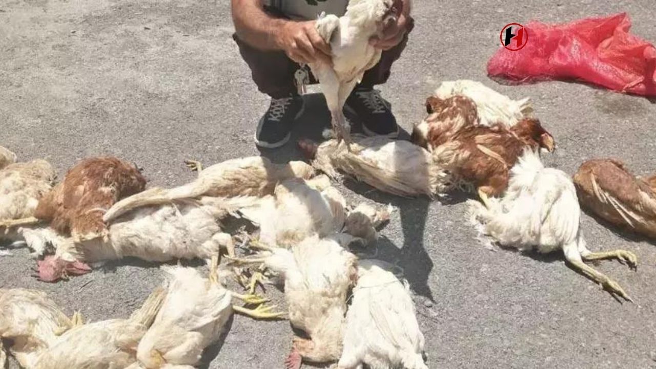 Hatay'da Barınak Kaçkını Köpekler Saldırısı Sonucu 60 Tavuk ve Horoz Telef Oldu!